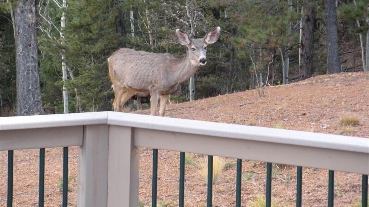 Photo of Others in Rainbow Valley