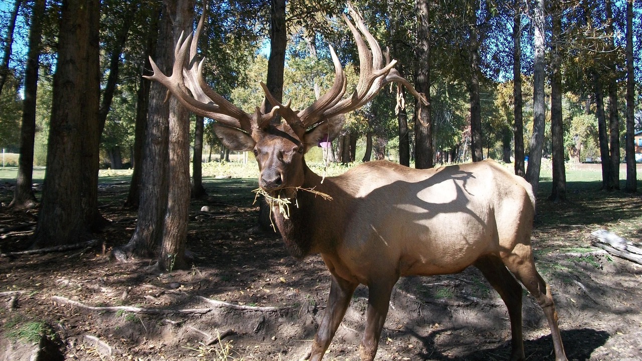 Photo of Outdoor in Antonito