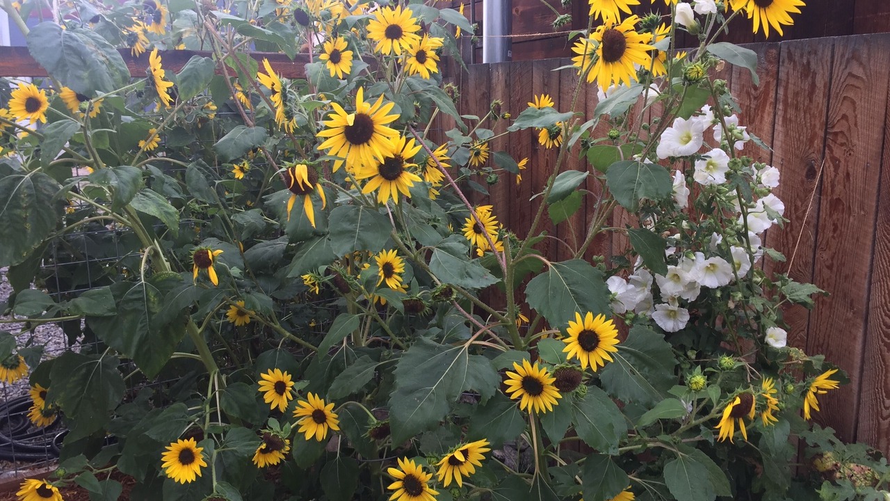 Photo of Outdoor in Salida
