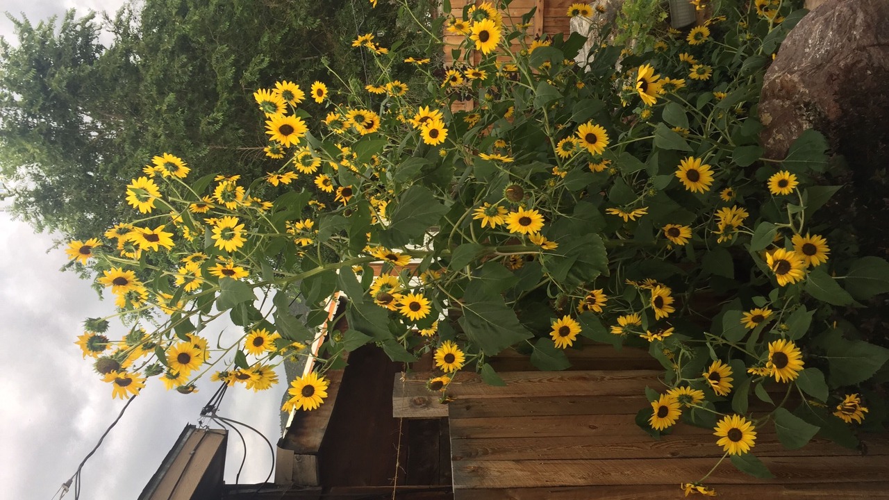 Photo of Others in Salida