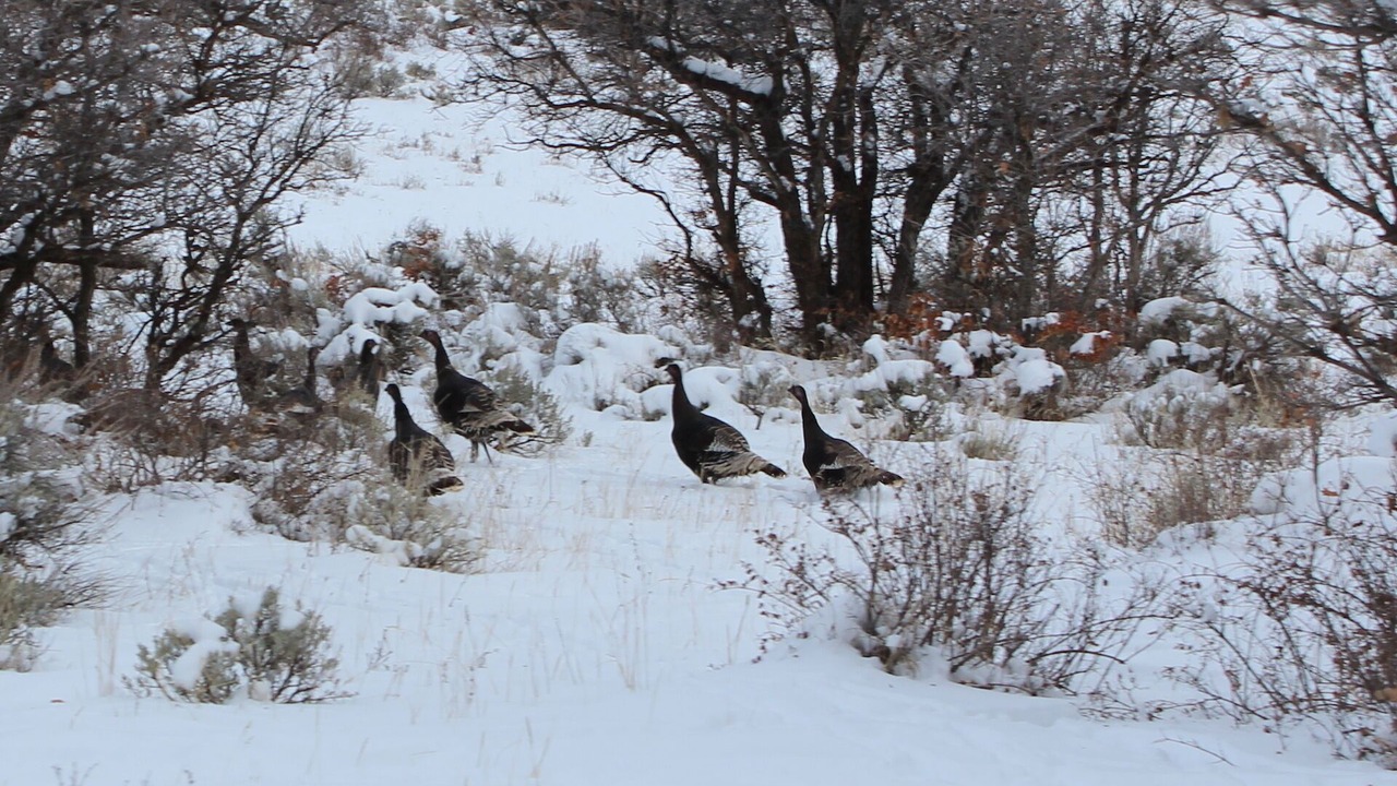 Photo of Outdoor in Montrose