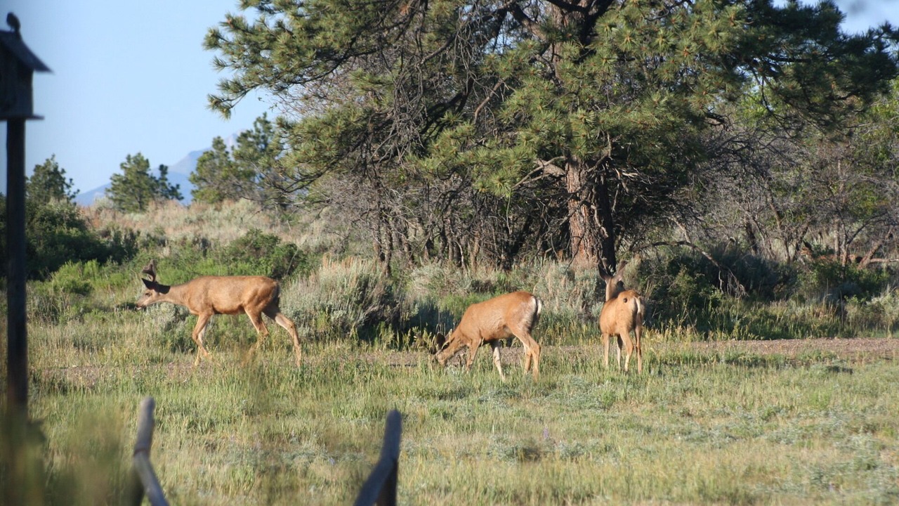 Photo of Others in Montrose