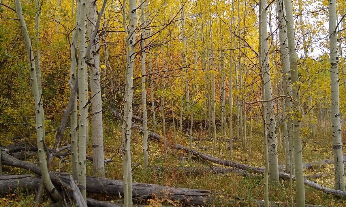 Photo of Outdoor in Wildernest