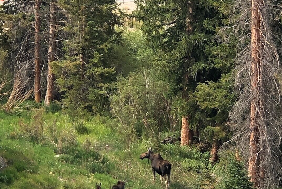 Photo of Others in Wildernest