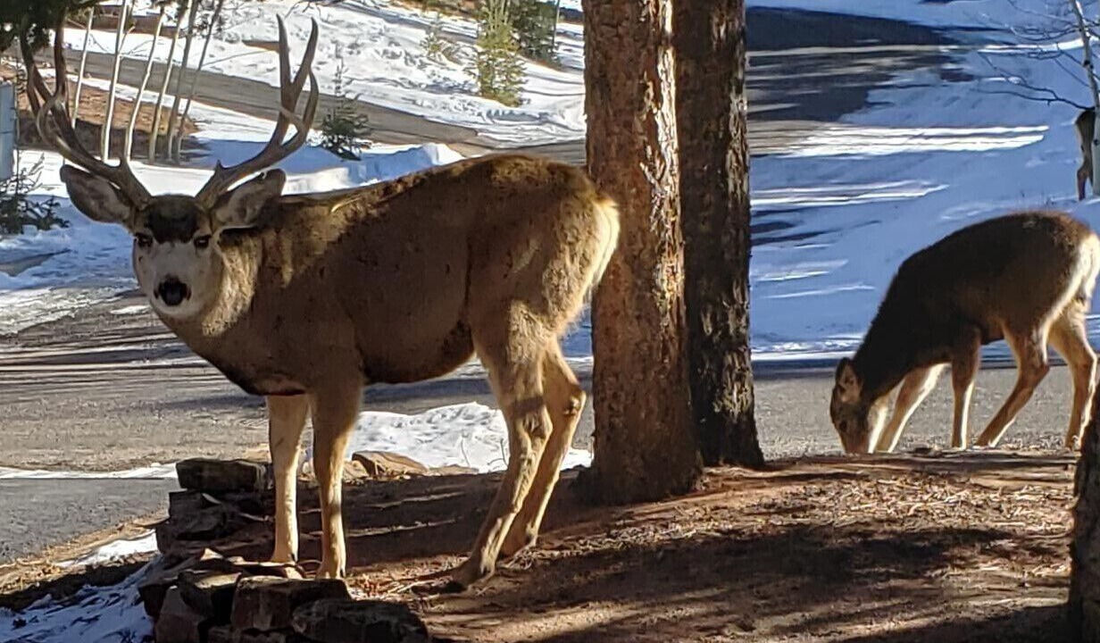 Photo of Outdoor in Woodland Park