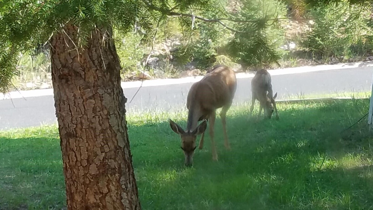 Photo of Outdoor in Woodland Park