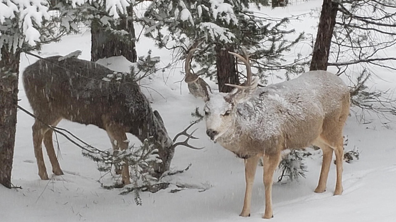 Photo of Others in Woodland Park