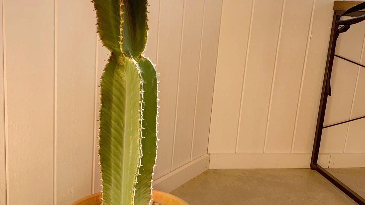 Photo of Others in Cortez