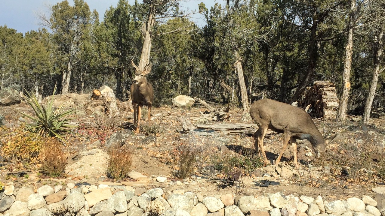 Photo of Others in Paonia