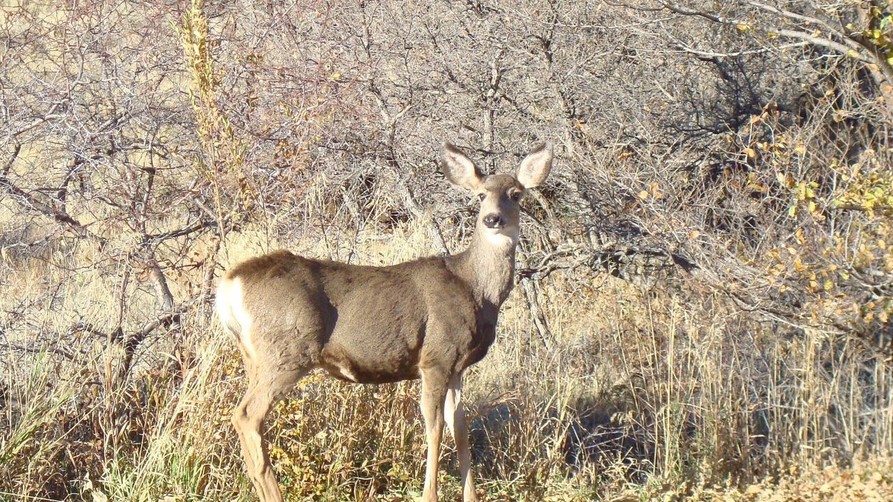 Photo of Others in Colorado Springs