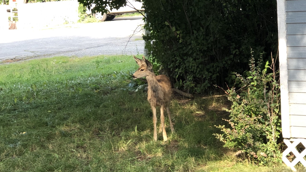 Photo of Others in Pagosa Springs