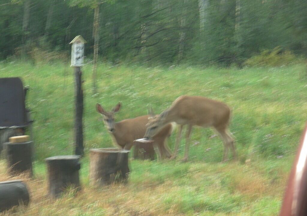 Photo of Outdoor in Placerville
