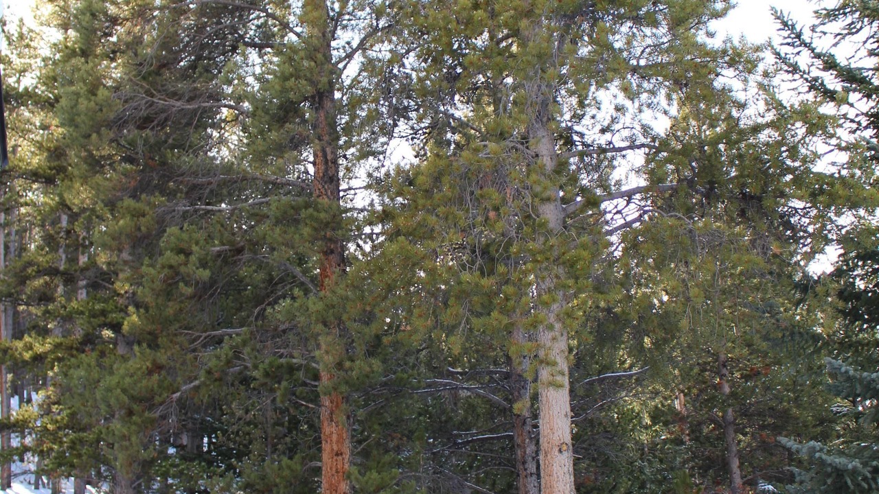 Photo of Others in Breckenridge Heights