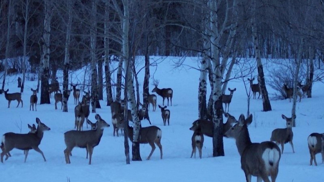 Photo of Others in Ponderosa Pines