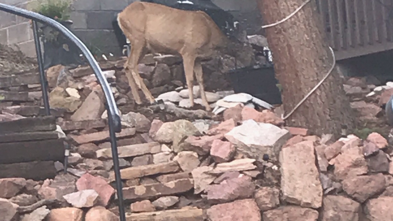 Photo of Outdoor in Woodland Park