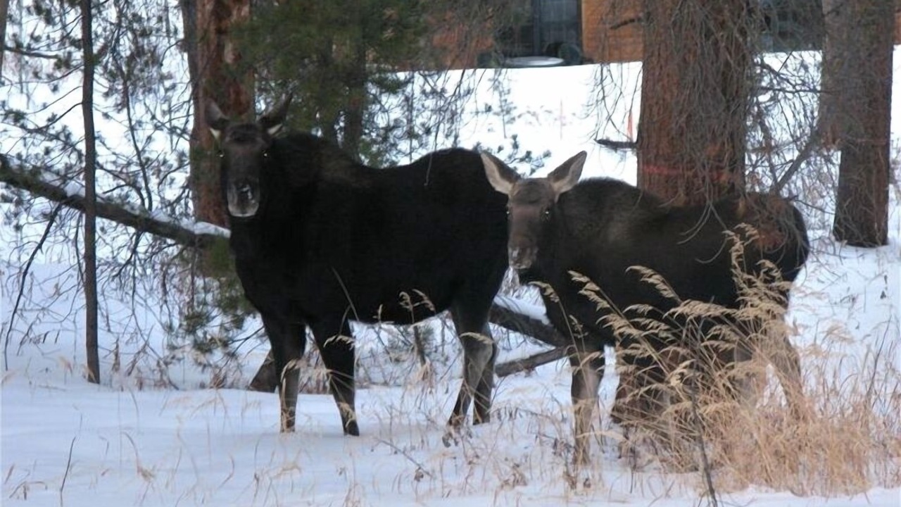 Photo of Others in Fraser