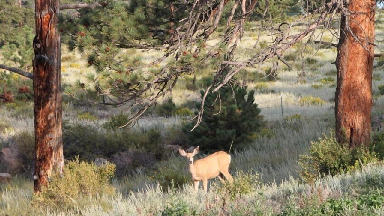 Photo of Others in Estes Park