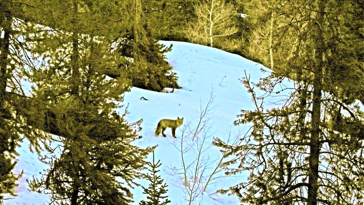 Photo of Outdoor in Dillon