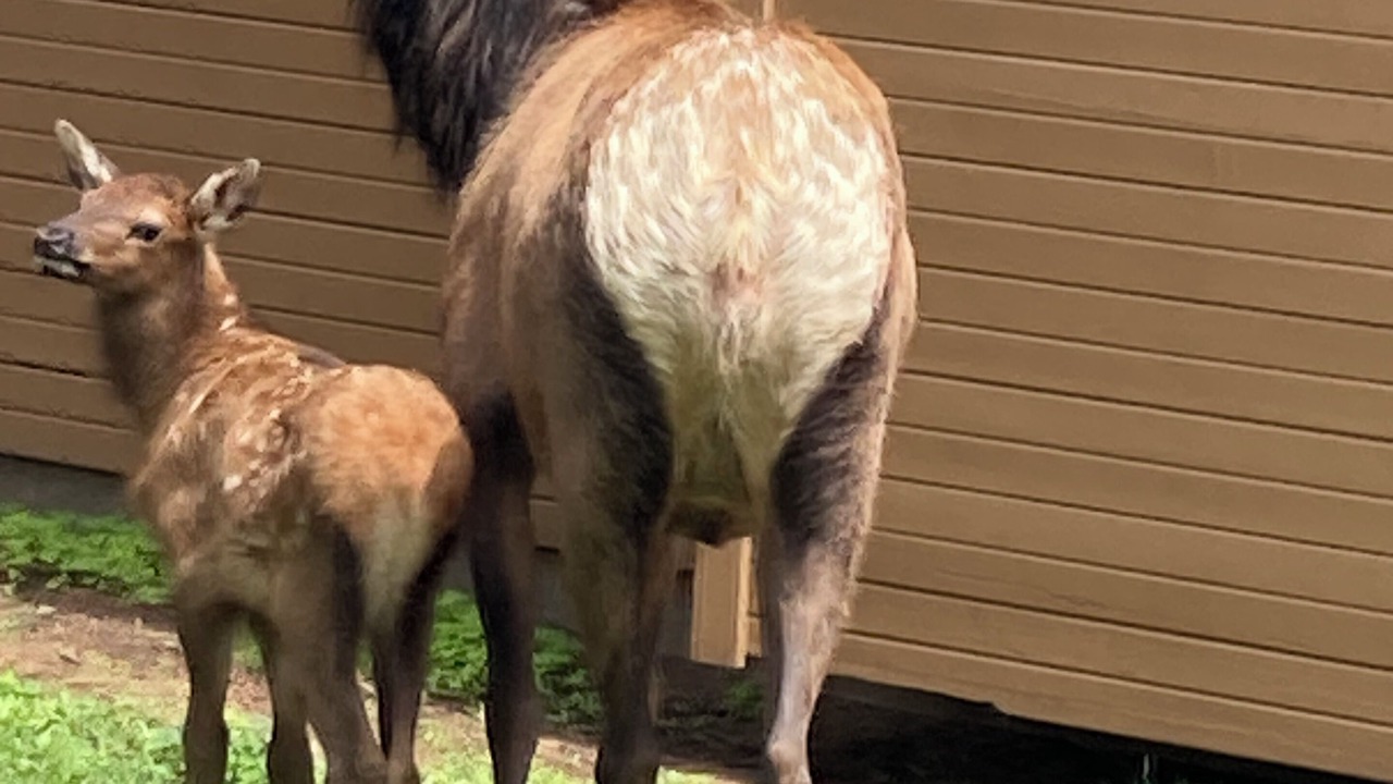 Photo of Others in Estes Park