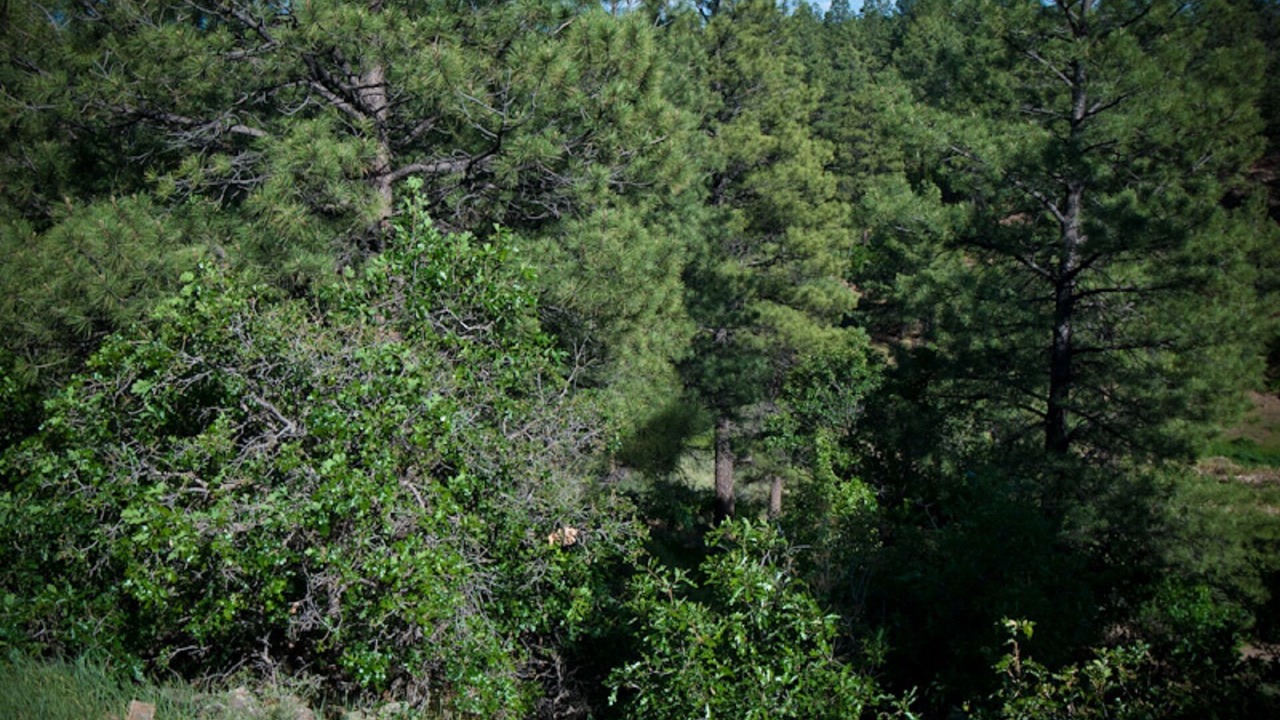 Photo of Others in Pagosa Springs