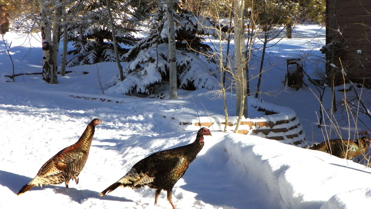 Photo of Others in Pagosa Springs