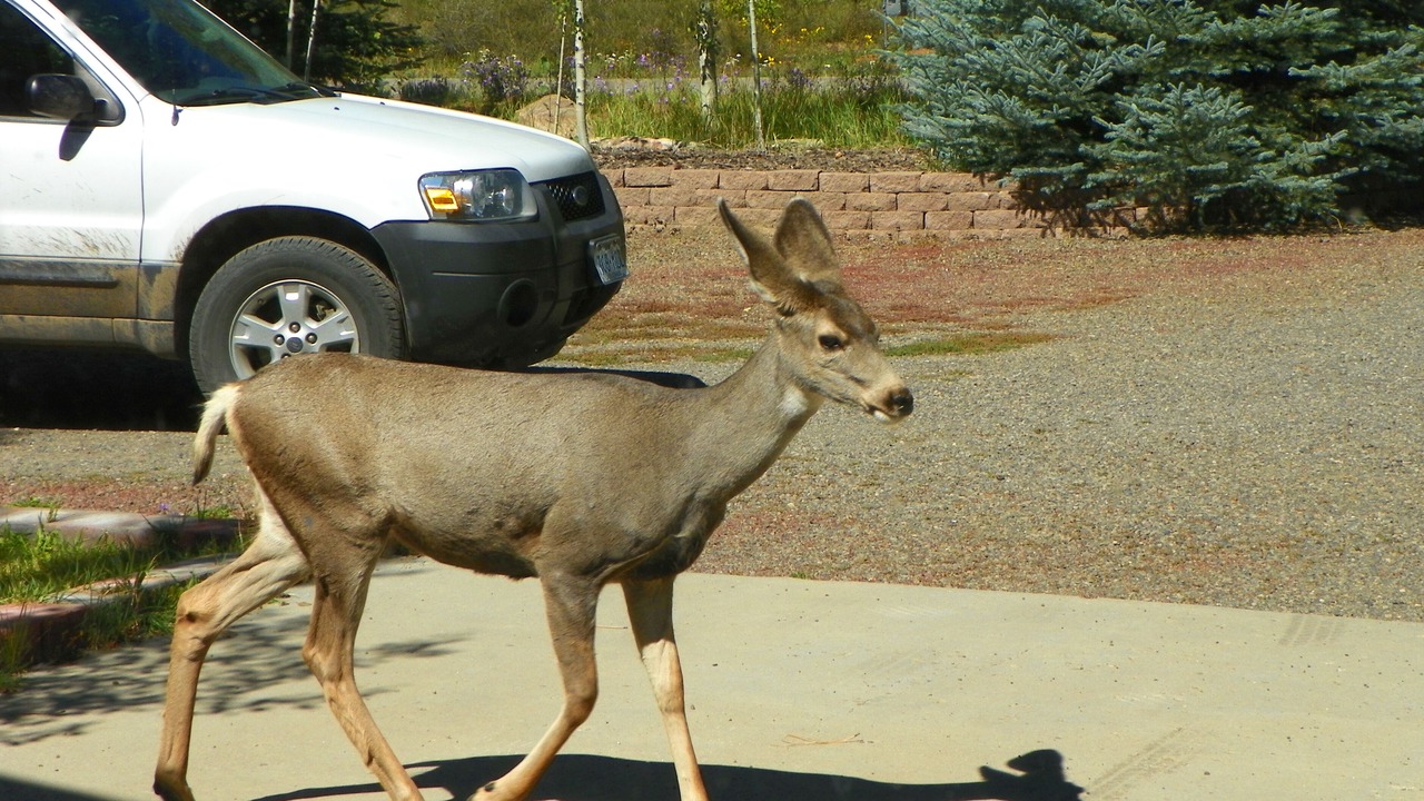Photo of Others in Pagosa Springs