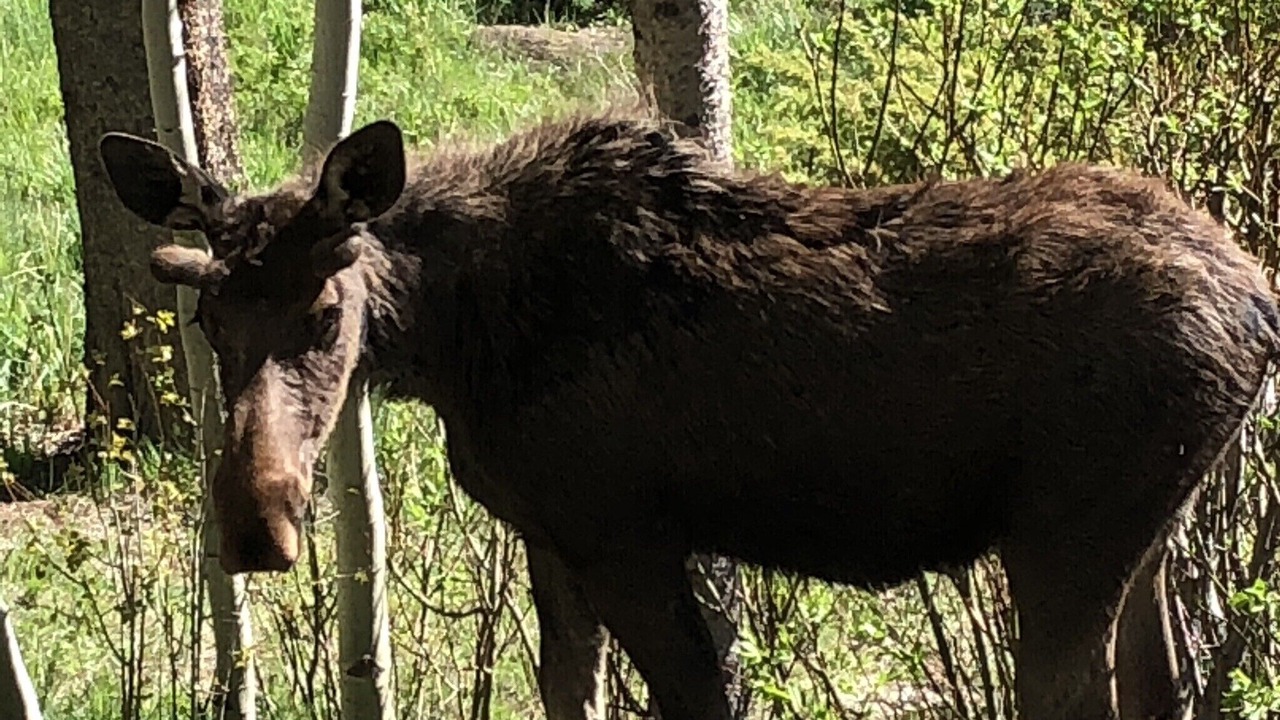 Photo of Others in Fraser