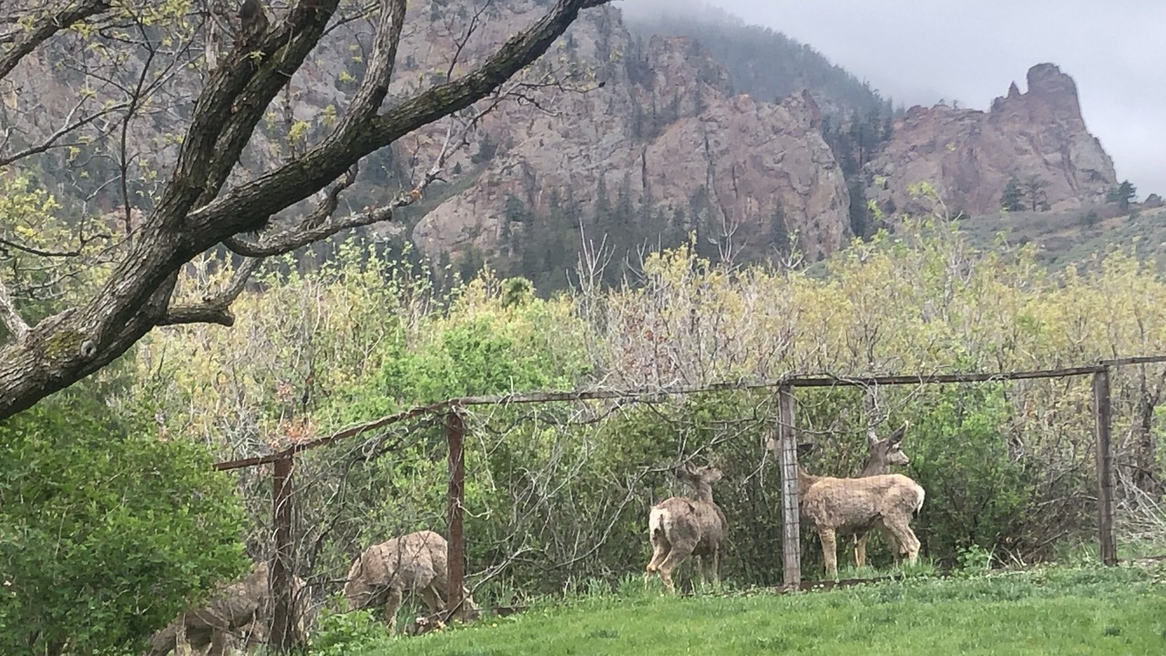 Photo of Others in Cheyenne Canyon