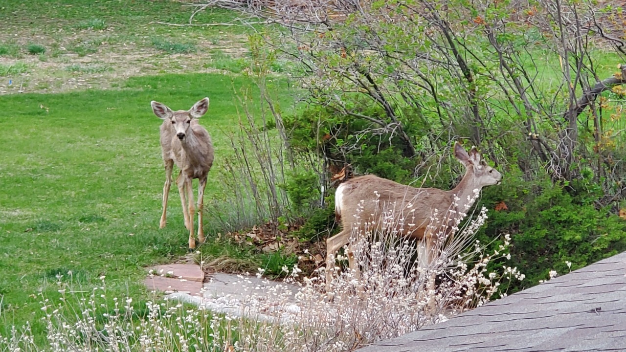Photo of Outdoor in Fort Collins