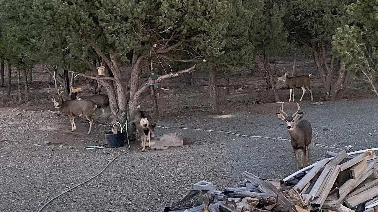 Photo of Others in Gulnare