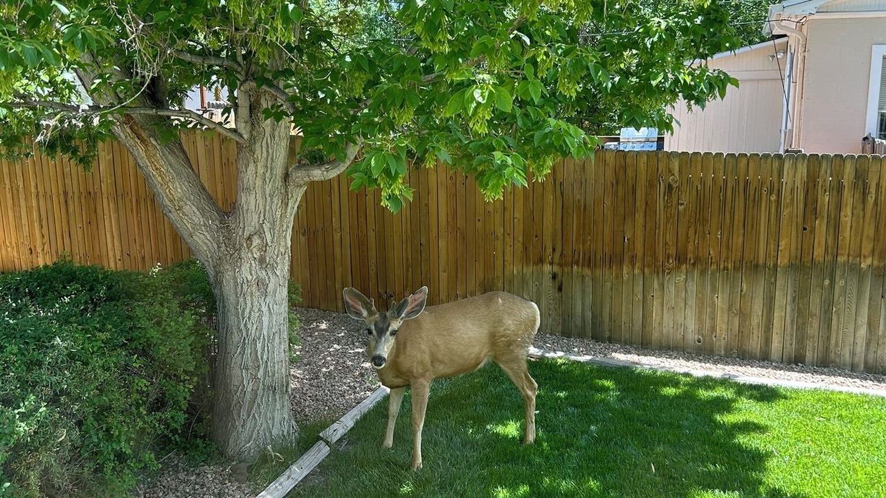 Photo of Outdoor in Canon City