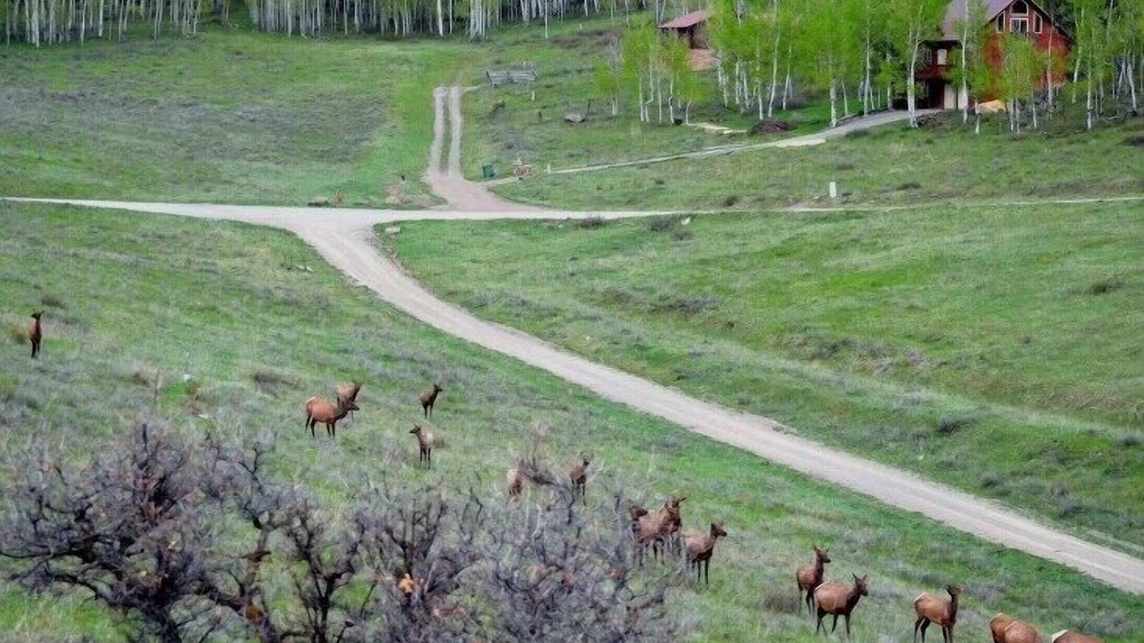 Photo of Others in Elk Meadows