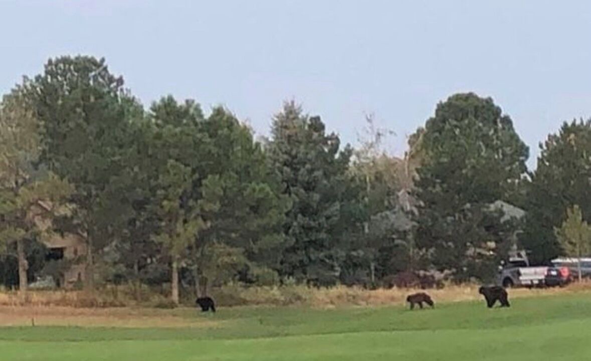 Photo of Others in Castle Pines North