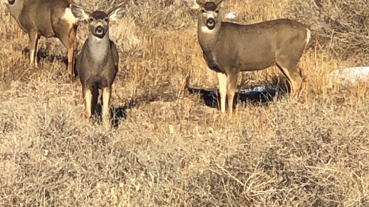 Photo of Others in Red Wing
