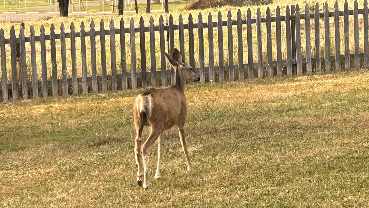 Photo of Others in Collbran