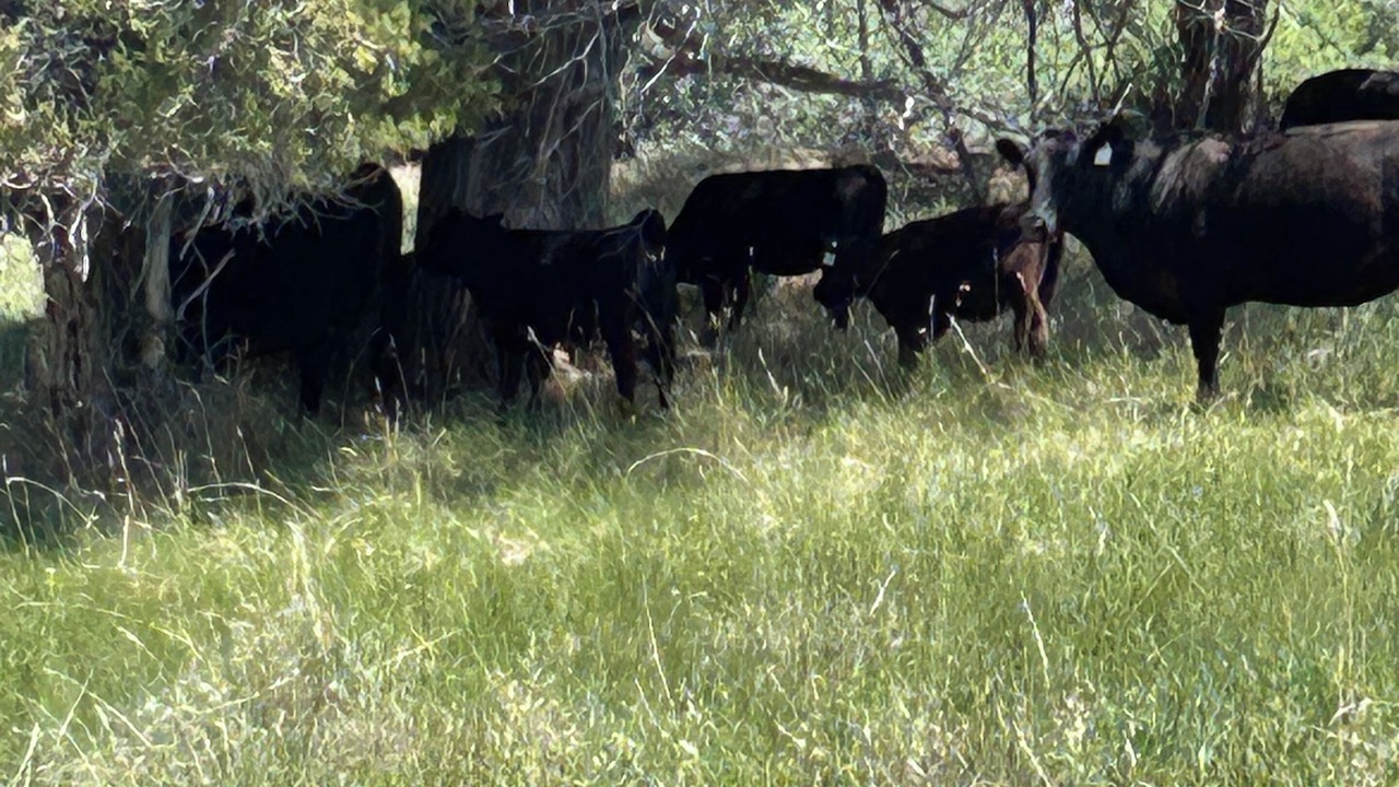 Photo of Others in Collbran