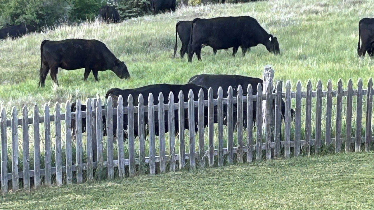 Photo of Others in Collbran