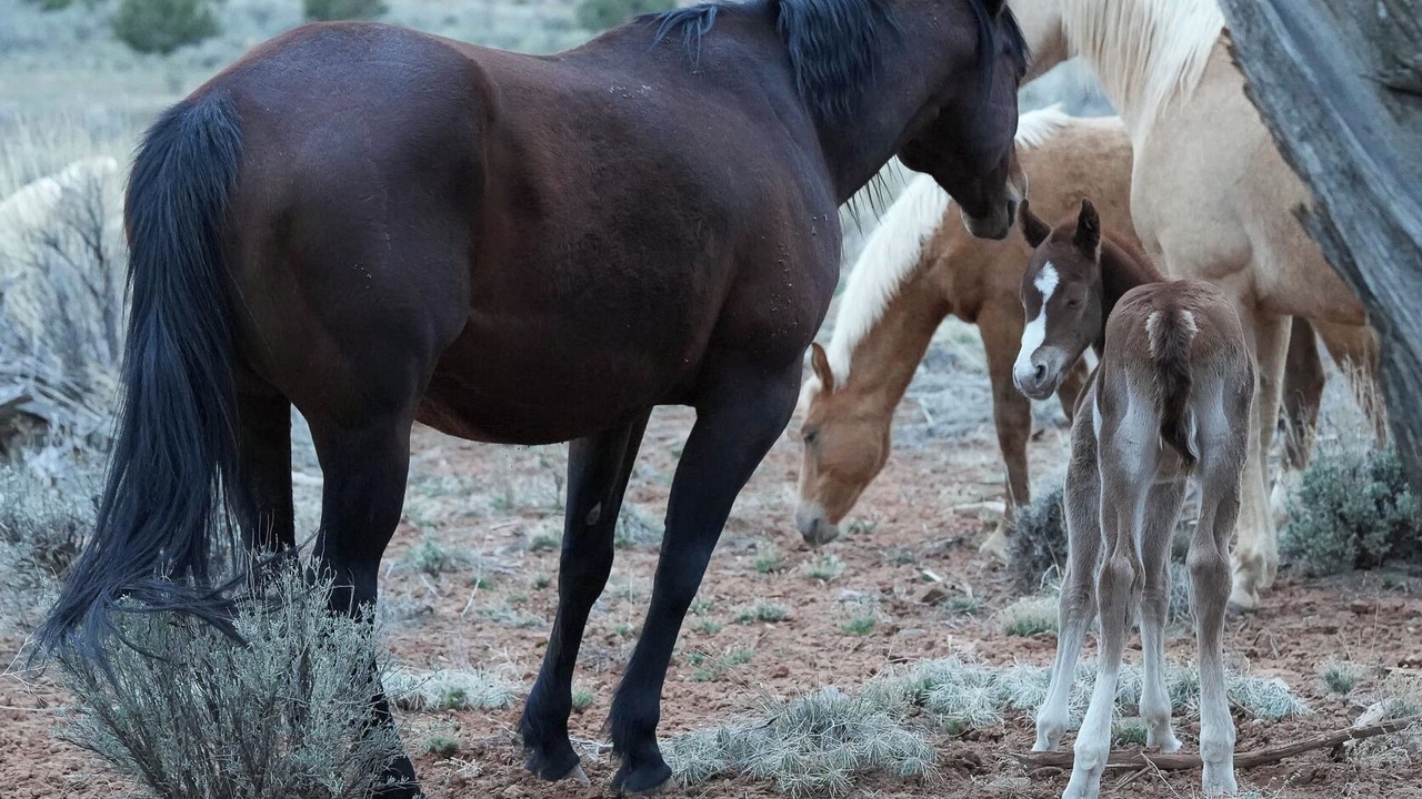Photo of Others in Cortez