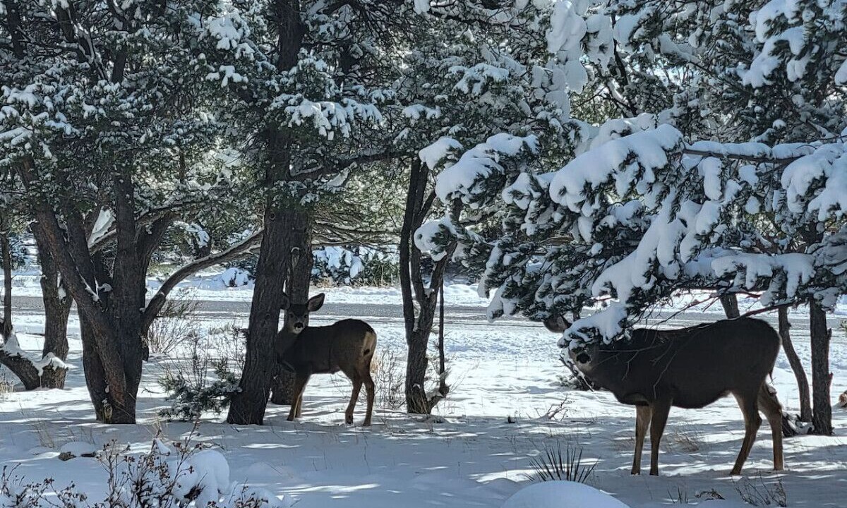 Photo of Outdoor in Buena Vista