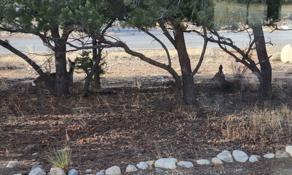 Photo of Outdoor in Buena Vista