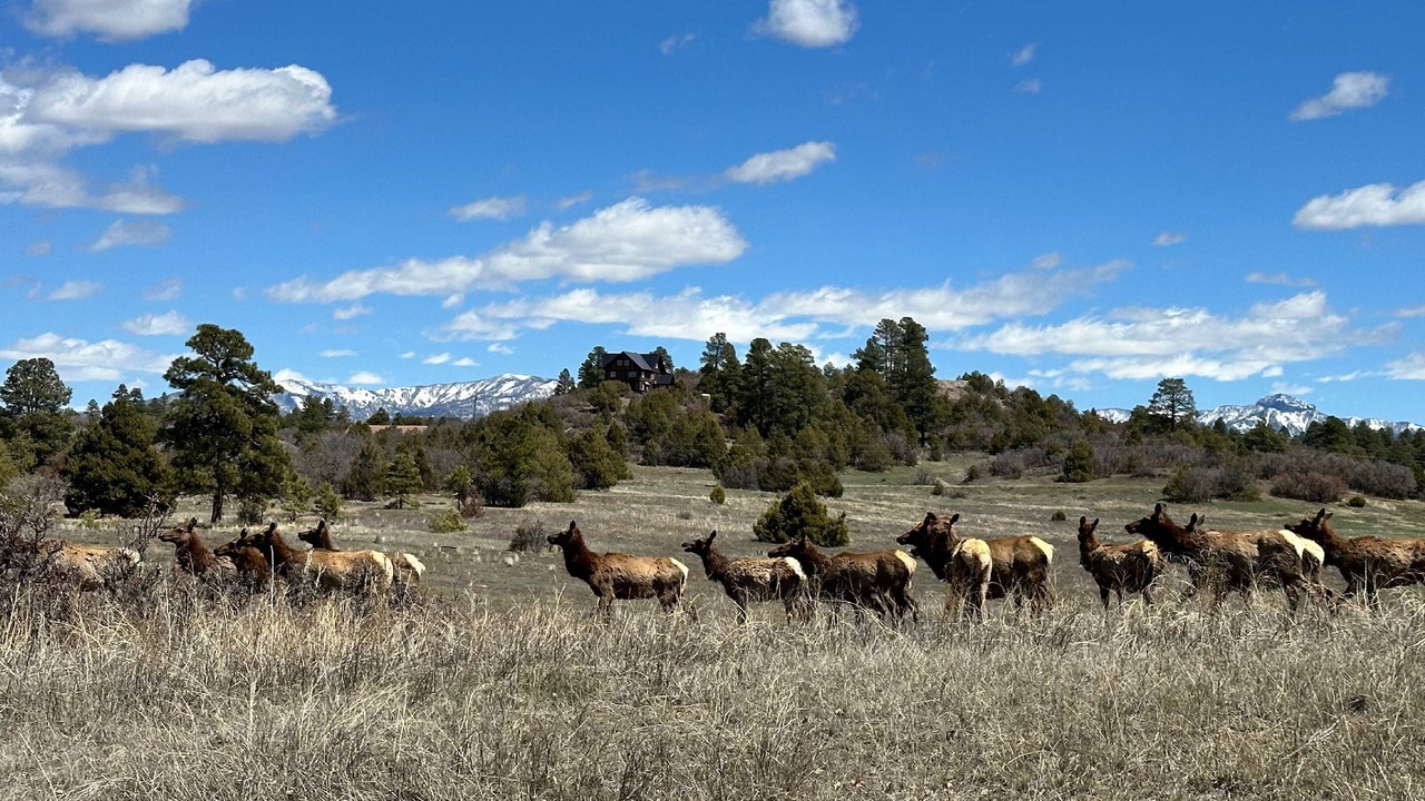 Photo of Others in Pagosa Springs