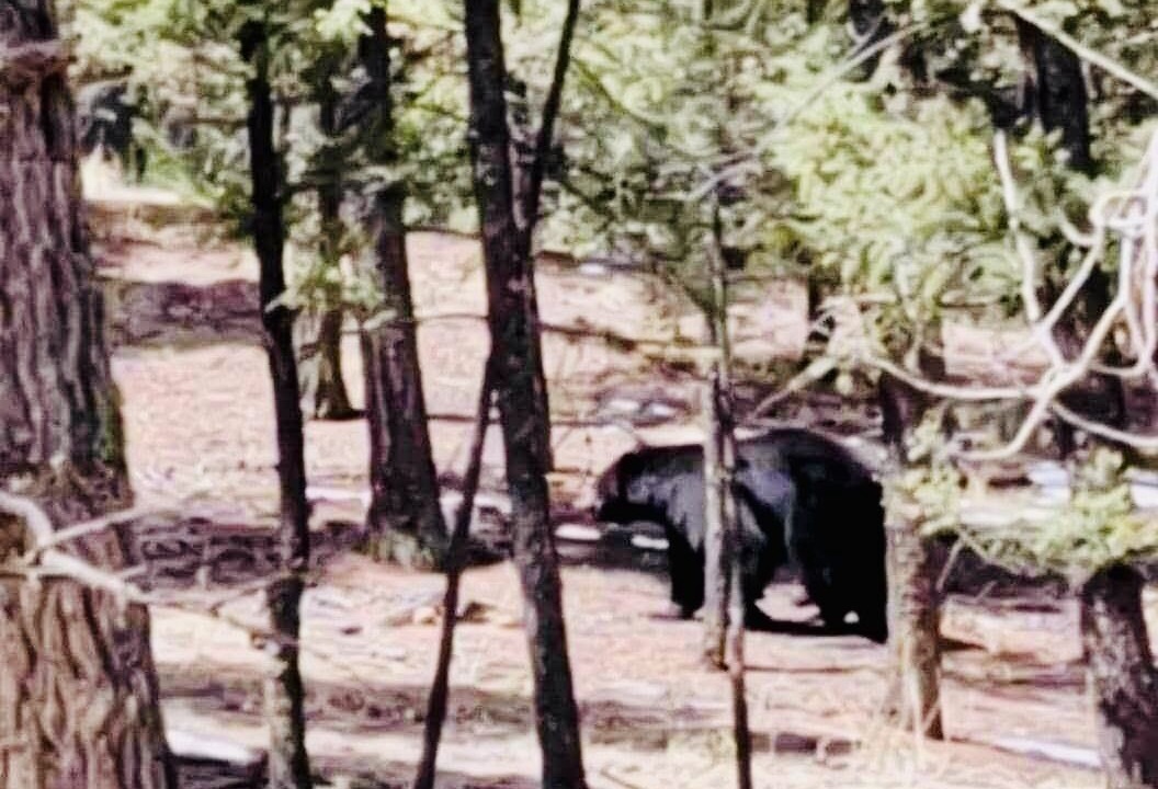 Photo of Others in Woodland Park