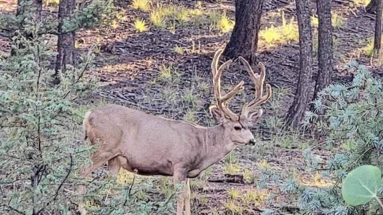 Photo of Outdoor in Woodland Park