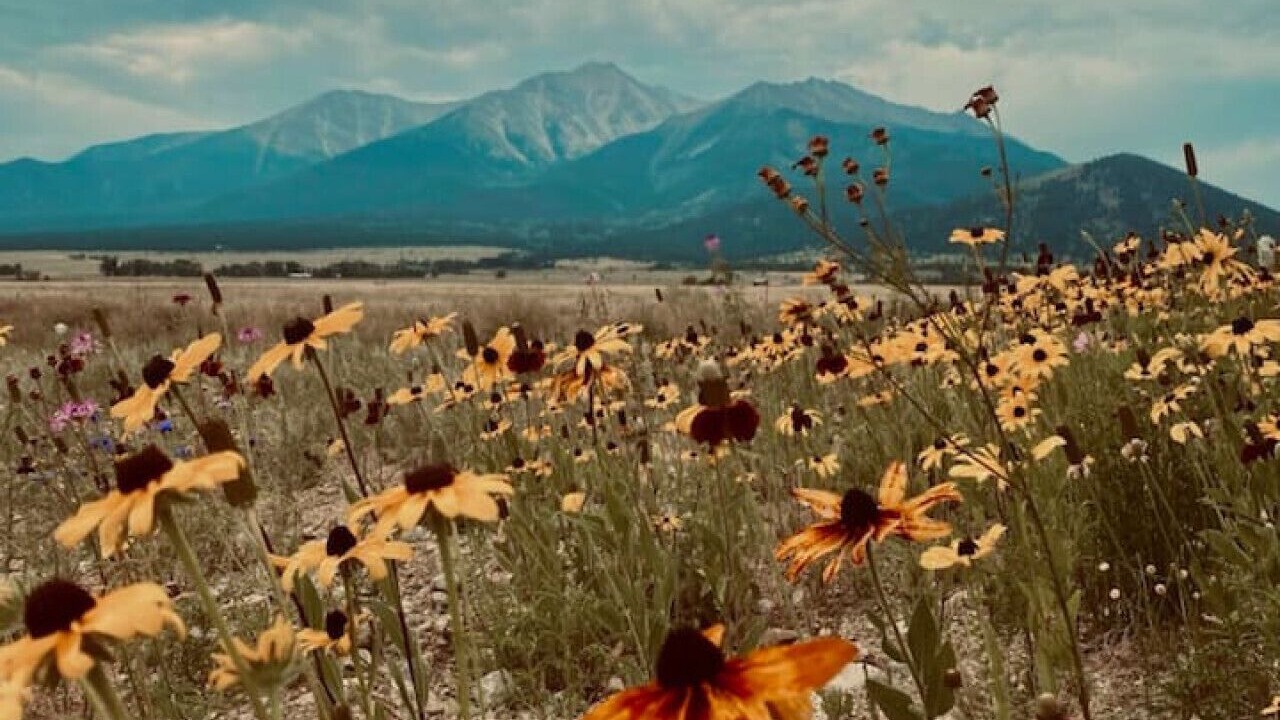 Photo of Others in Buena Vista