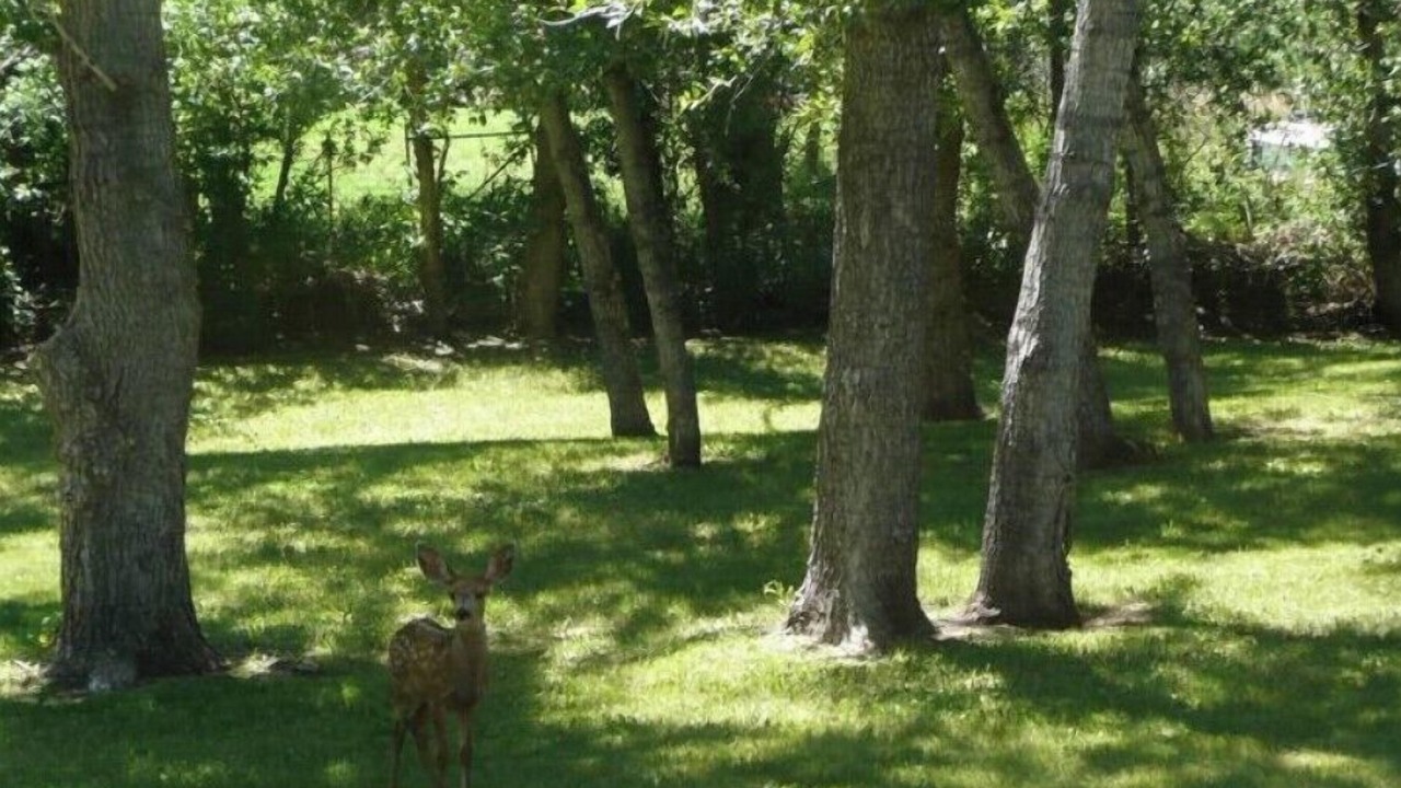 Photo of Outdoor in La Veta