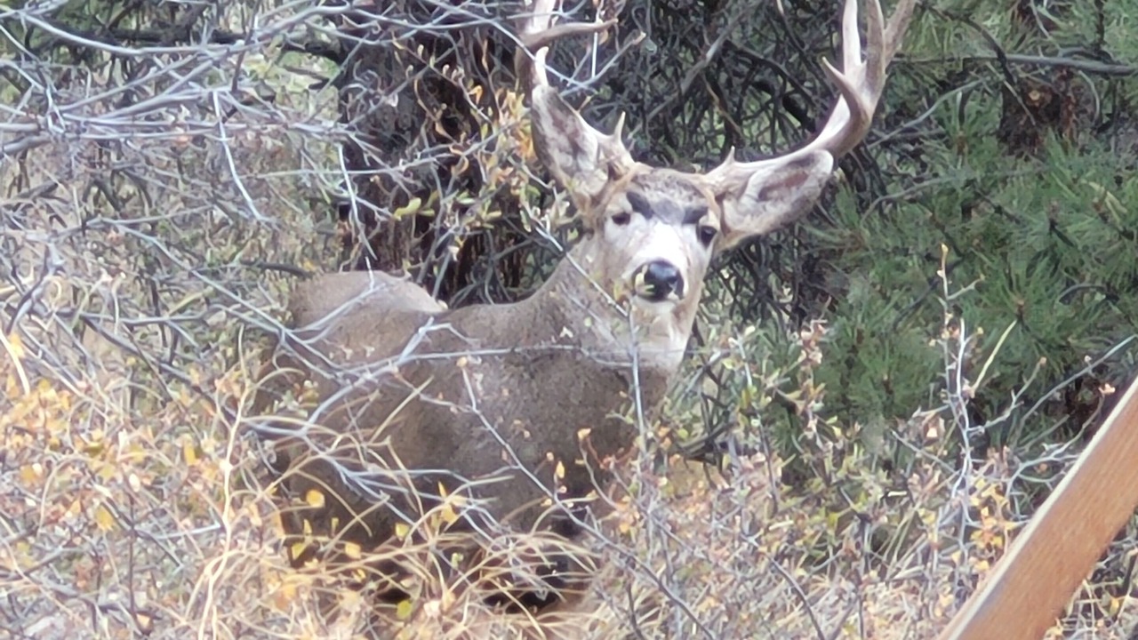Photo of Outdoor in Idaho Springs