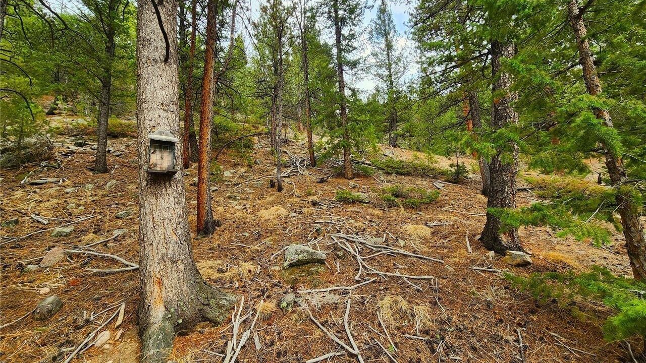 Photo of Outdoor in Downieville-Lawson-Dumont