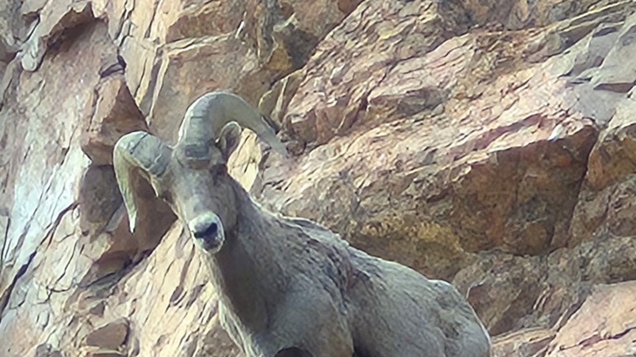 Photo of Others in Canon City