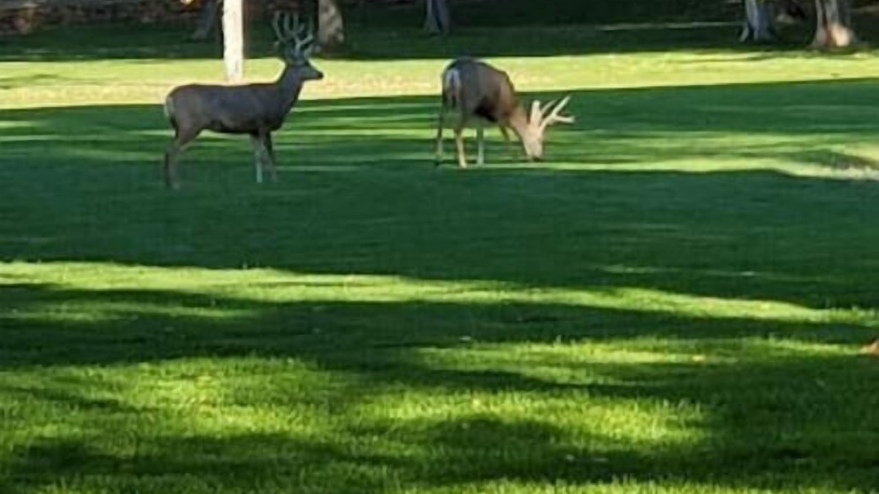 Photo of Others in Canon City