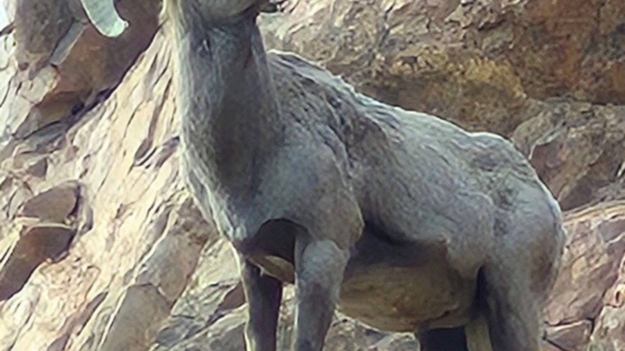 Photo of Others in Canon City